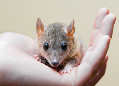 Baby opossum